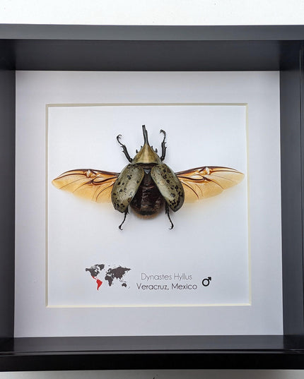 Framed Dynastes Hyllus Beetle Taxidermy, Spread Wings, 6" Frame