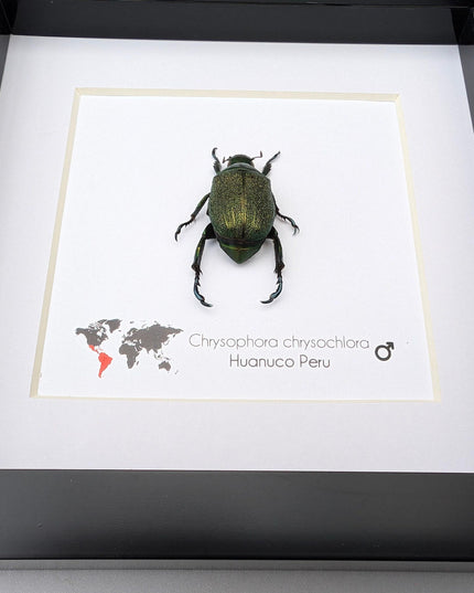 Framed Chrysophora Beetle, Entomological Wall Art, Taxidermy Insect Specimen