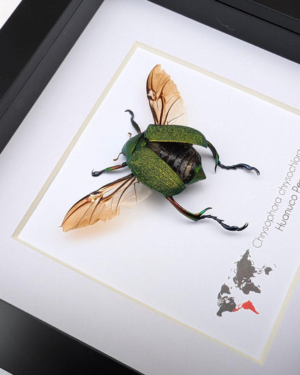 Framed Chrysophora Chrysocholora Beetle, Taxidermy Entomology Wall Art