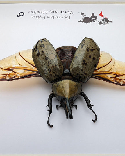 Framed Dynastes Hyllus Beetle Taxidermy, Spread Wings, 6" Frame