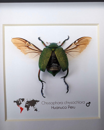 Framed Chrysophora Chrysocholora Beetle, Taxidermy Entomology Wall Art