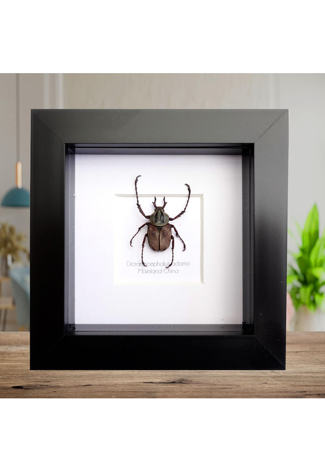 Framed dicronocephalus adamsi stag beetle: entomology wall art (4" x 4")