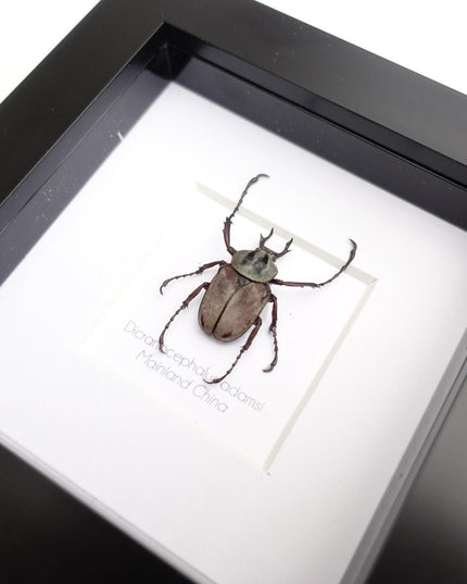 Framed dicronocephalus adamsi stag beetle: entomology wall art (4" x 4")