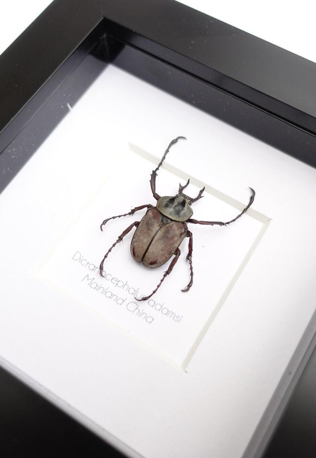 Framed dicronocephalus adamsi stag beetle: entomology wall art (4" x 4")
