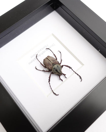 Framed dicronocephalus adamsi stag beetle: entomology wall art (4" x 4")