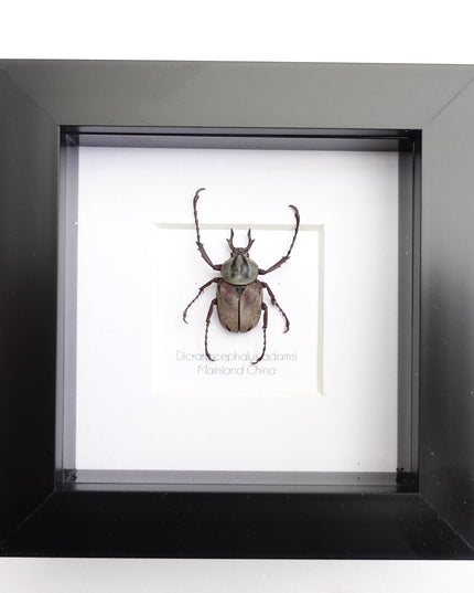 Framed dicronocephalus adamsi stag beetle: entomology wall art (4" x 4")