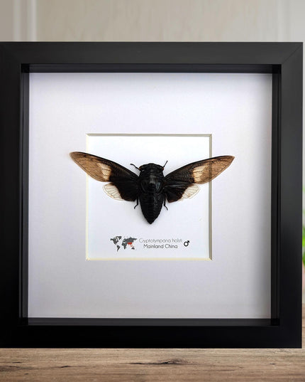 Framed Cryptotympana Holsti Cicada, Laos Taxidermy, Entomology Wall Art (8x8)