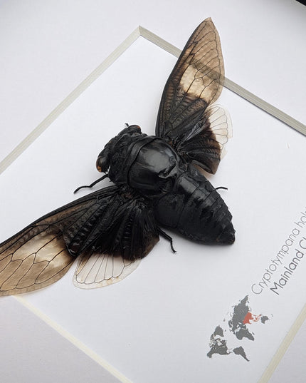 Framed Cryptotympana Holsti Cicada, Laos Taxidermy, Entomology Wall Art (8x8)