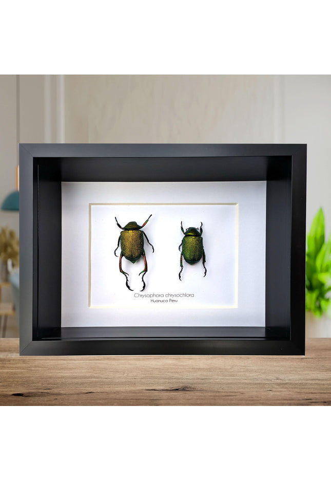 Framed Chrysophora Beetle Pair, Entomology Wall Art