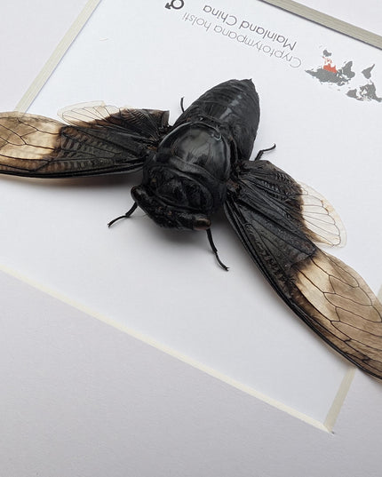 Framed Cryptotympana Holsti Cicada, Laos Taxidermy, Entomology Wall Art (8x8)