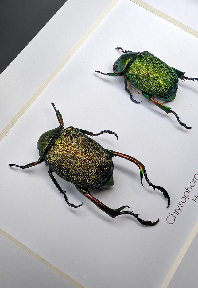 Framed Chrysophora Beetle Pair, Entomology Wall Art