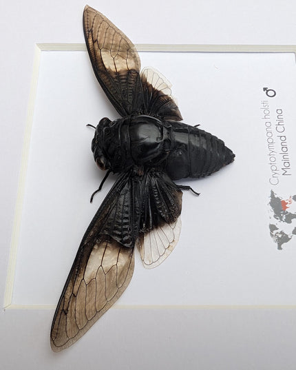 Framed Cryptotympana Holsti Cicada, Laos Taxidermy, Entomology Wall Art (8x8)
