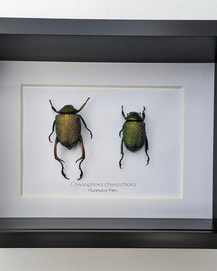 Framed Chrysophora Beetle Pair, Entomology Wall Art
