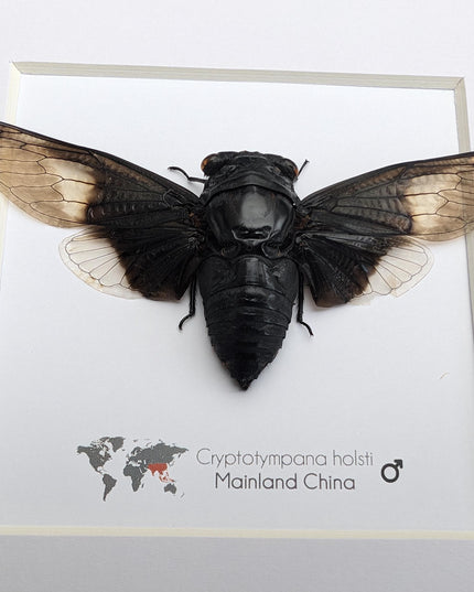 Framed Cryptotympana Holsti Cicada, Laos Taxidermy, Entomology Wall Art (8x8)