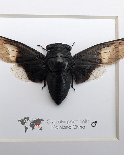 Framed Cryptotympana Holsti Cicada, Laos Taxidermy, Entomology Wall Art (8x8)