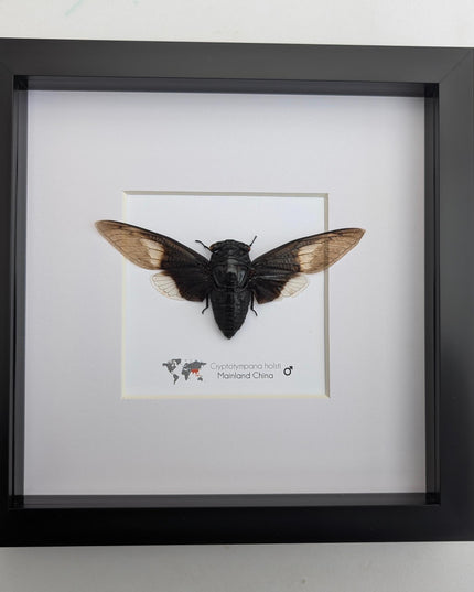 Framed Cryptotympana Holsti Cicada, Laos Taxidermy, Entomology Wall Art (8x8)