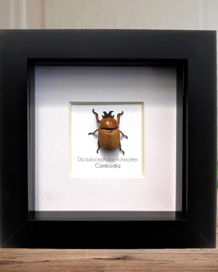 Framed dicaulocephalus beetle: ethically sourced entomology wall art (4x4)