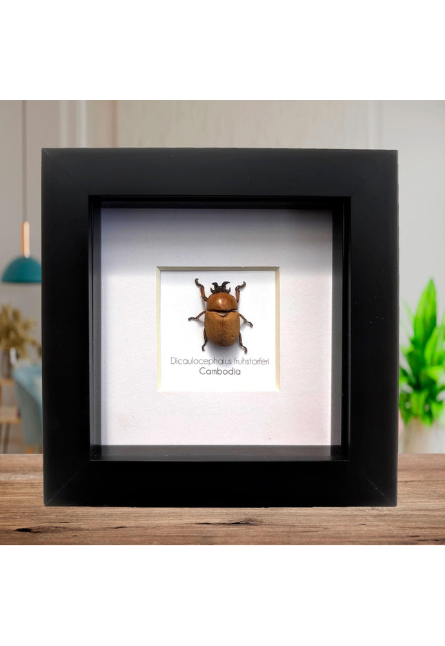 Framed dicaulocephalus beetle: ethically sourced entomology wall art (4x4)