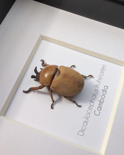 Framed dicaulocephalus beetle: ethically sourced entomology wall art (4x4)