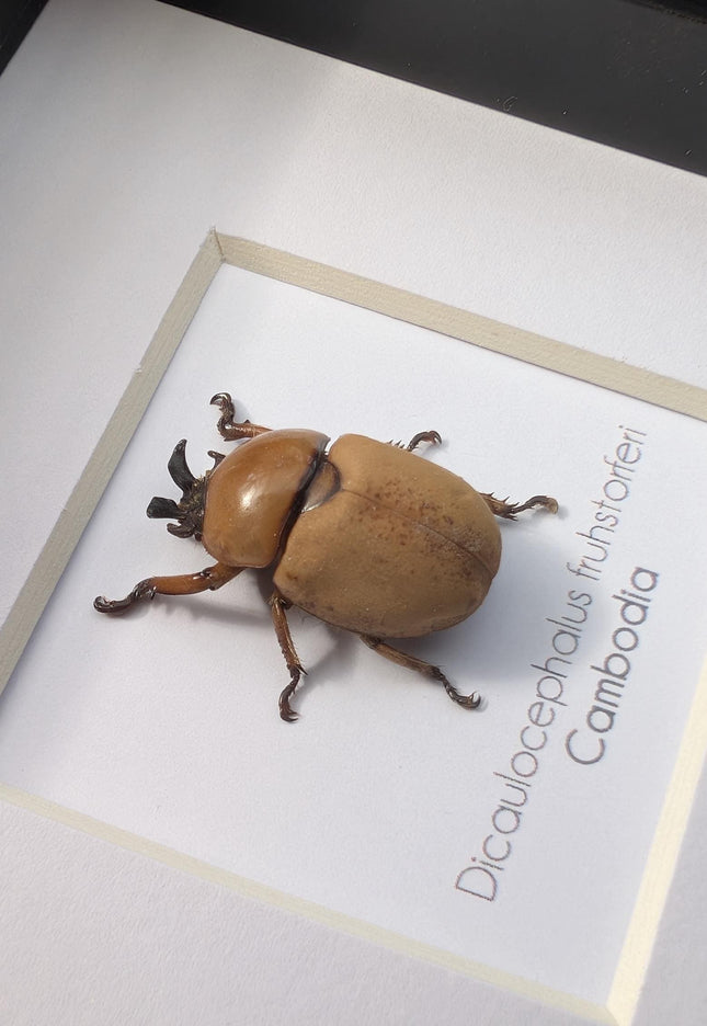 Framed dicaulocephalus beetle: ethically sourced entomology wall art (4x4)