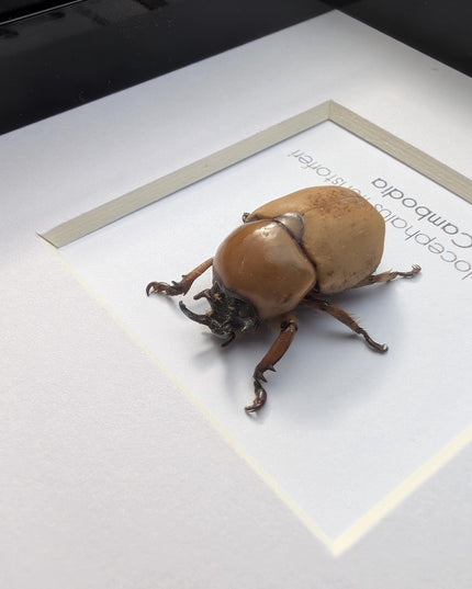 Framed dicaulocephalus beetle: ethically sourced entomology wall art (4x4)