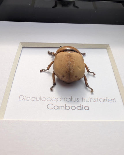 Framed dicaulocephalus beetle: ethically sourced entomology wall art (4x4)