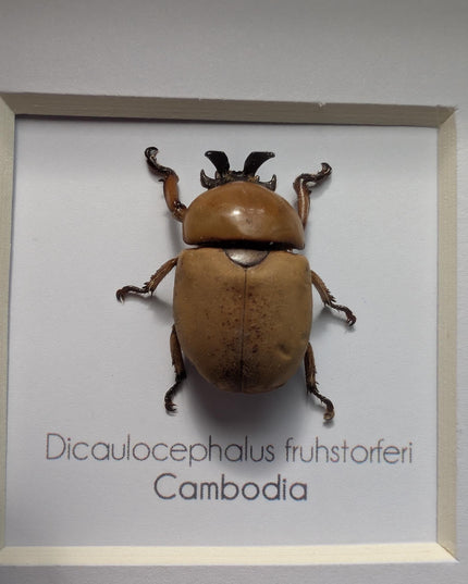 Framed dicaulocephalus beetle: ethically sourced entomology wall art (4x4)