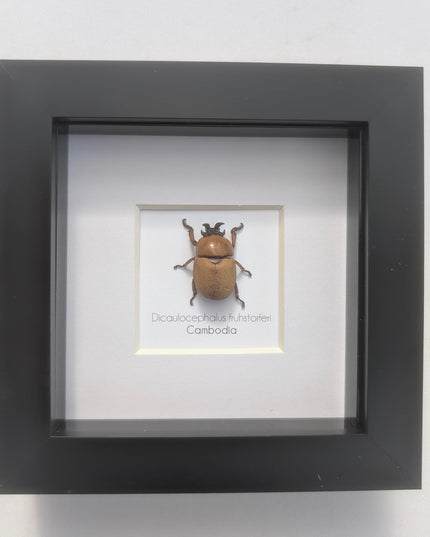 Framed dicaulocephalus beetle: ethically sourced entomology wall art (4x4)
