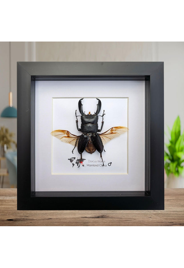 Framed dorcus titanus stag beetle - entomology wall decor (6x6)