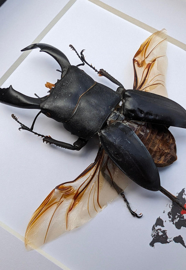 Framed dorcus titanus stag beetle - entomology wall decor (6x6)