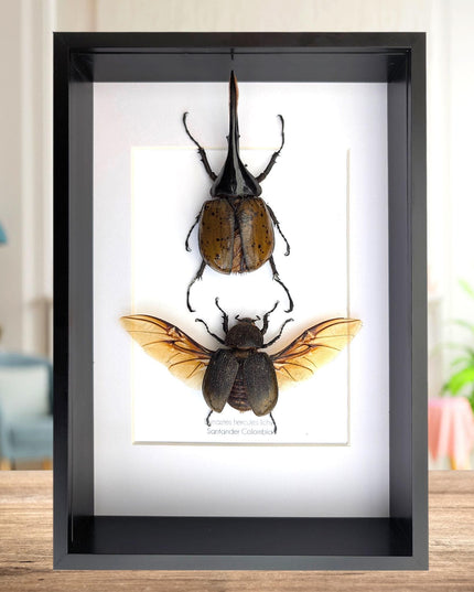 Framed Dynastes Hercules Lychyi Beetle Pair, Taxidermy Wall Art