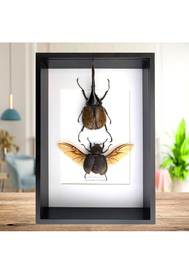 Framed Dynastes Hercules Lychyi Beetle Pair, Taxidermy Wall Art