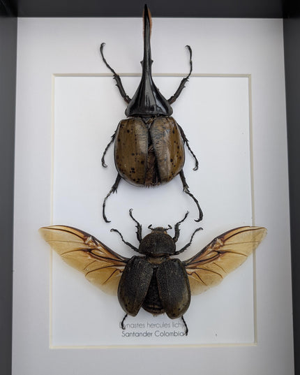 Framed Dynastes Hercules Lychyi Beetle Pair, Taxidermy Wall Art