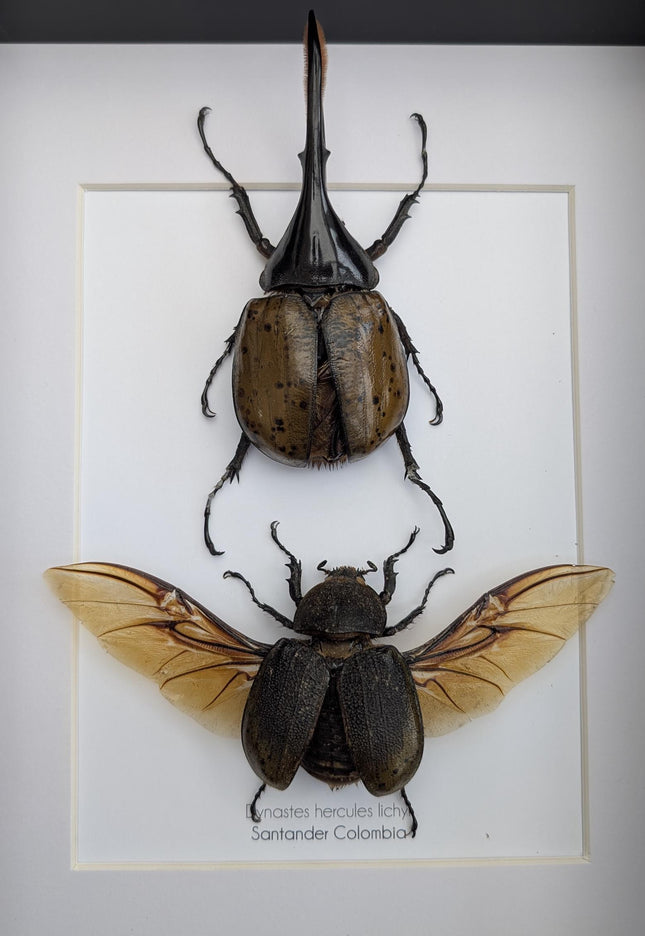 Framed Dynastes Hercules Lychyi Beetle Pair, Taxidermy Wall Art