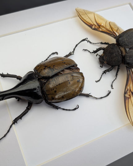 Framed Dynastes Hercules Lychyi Beetle Pair, Taxidermy Wall Art