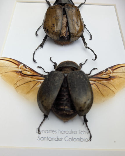 Framed Dynastes Hercules Lychyi Beetle Pair, Taxidermy Wall Art