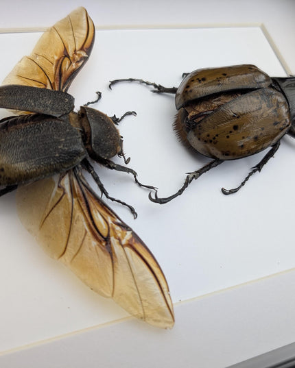 Framed Dynastes Hercules Lychyi Beetle Pair, Taxidermy Wall Art