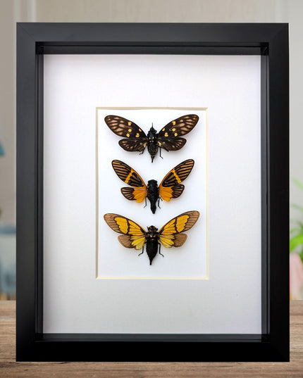 Framed cicada set: galeana maculata, sulphogaeana, becquartina (10" x 8")