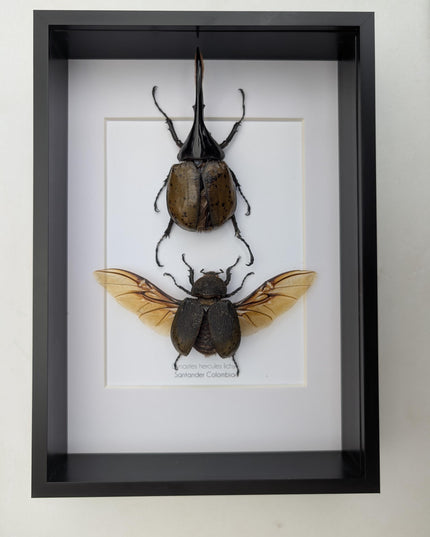 Framed Dynastes Hercules Lychyi Beetle Pair, Taxidermy Wall Art