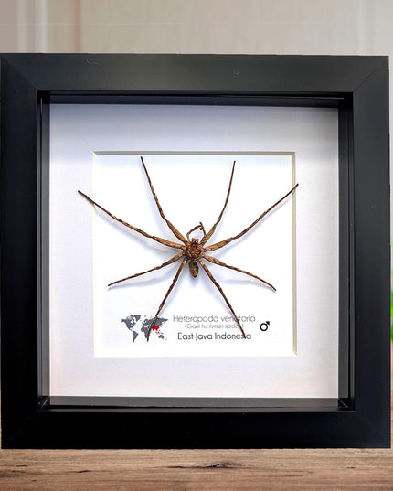 Framed huntsman spider specimen: heteropoda venatoria (6" x 6")