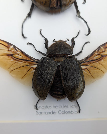 Framed Dynastes Hercules Lychyi Beetle Pair, Taxidermy Wall Art