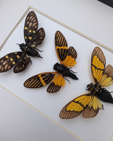 Framed cicada set: galeana maculata, sulphogaeana, becquartina (10" x 8")