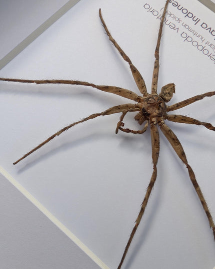 Framed huntsman spider specimen: heteropoda venatoria (6" x 6")