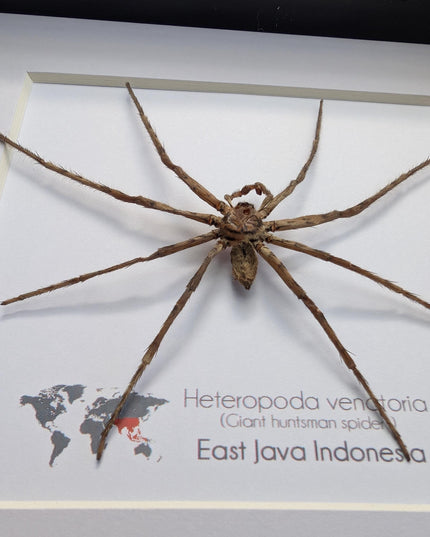 Framed huntsman spider specimen: heteropoda venatoria (6" x 6")