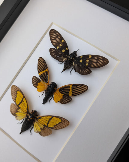 Framed cicada set: galeana maculata, sulphogaeana, becquartina (10" x 8")