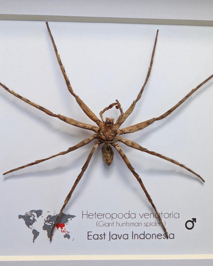 Framed huntsman spider specimen: heteropoda venatoria (6" x 6")