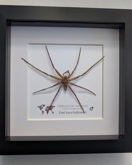 Framed huntsman spider specimen: heteropoda venatoria (6" x 6")