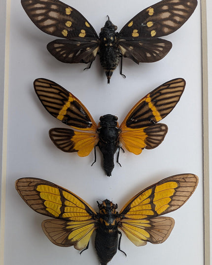 Framed cicada set: galeana maculata, sulphogaeana, becquartina (10" x 8")