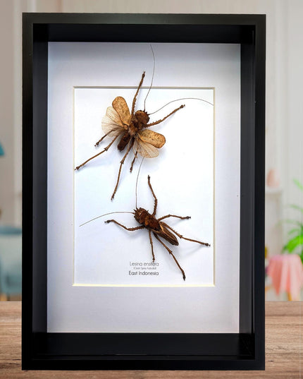 Framed dragon headed katydids taxidermy: nature art gift