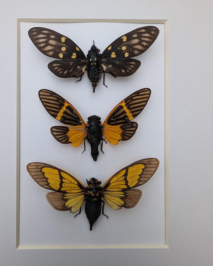 Framed cicada set: galeana maculata, sulphogaeana, becquartina (10" x 8")
